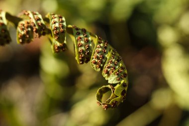 Bahçedeki yeşil eğreltiotu yapraklarını kapat