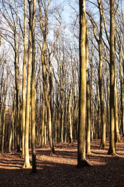 Güneşli bir bahar gününde ağaçların arasından parlayan güneşli bir kayın ormanı.