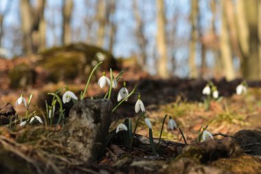 Güneşli bir bahar gününde ormanda açan kardamlaları..