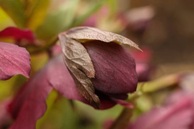 Bahar bahçesindeki kırmızı bir karabatak deliğinin (Helleborus purpurea) yakın çekimi 