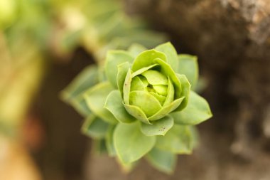 Euphorbia rigida, sincap spurge ya da dik mersin filizi, makro fotoğraf 