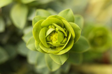 Euphorbia rigida, sincap spurge ya da dik mersin filizi, makro fotoğraf 