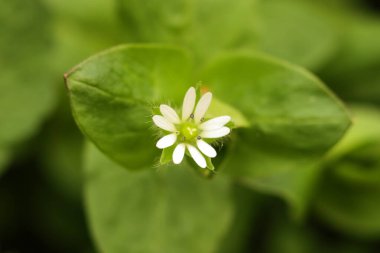 Chickweed çiçeğinin makro fotoğrafı - Latince adı - Stellaria media