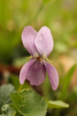 Viola odorata, bahar ormanında menekşe çiçeği. makro