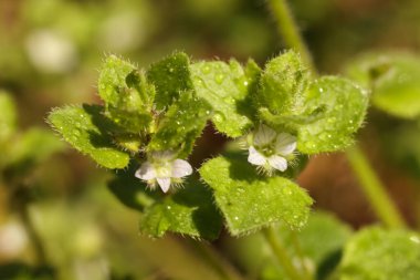 Güzel Veronica sublobata, genellikle sahte sarmaşık yapraklı çiçek olarak bilinir.