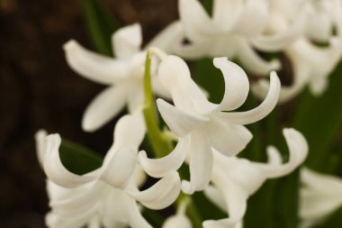 Bahçedeki beyaz sümbül çiçekleri. Sığ alan derinliği