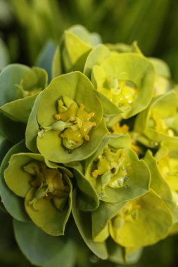 Euphorbia rigida, sincap spurge ya da dik mersin filizi, makro fotoğraf 