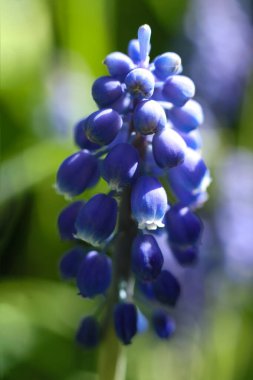 Baharda bahçede yeşil yapraklı mavi üzüm sümbüllerinin makro fotoğrafı.