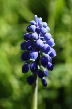 Baharda bahçede yeşil yapraklı mavi üzüm sümbüllerinin makro fotoğrafı.