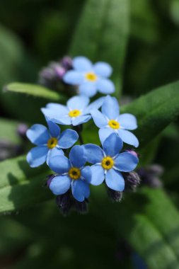 Akrep otlarının makro fotoğrafı, Unutma-beni-notlar - Bahar bahçesinde Myosotis sylvatica 