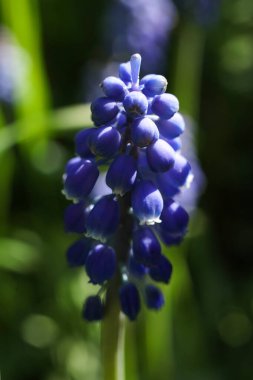 Baharda bahçede yeşil yapraklı mavi üzüm sümbüllerinin makro fotoğrafı.
