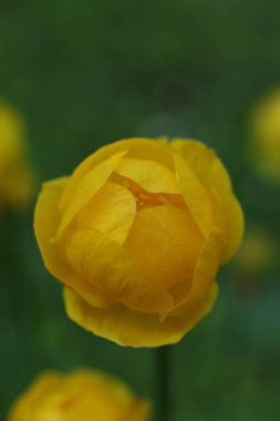 Güzel sarı Trollius Avrupaeus, yerçiçeği, bahçede.