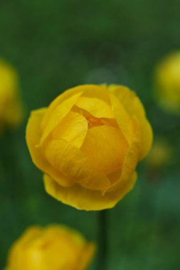 Güzel sarı Trollius Avrupaeus, yerçiçeği, bahçede.