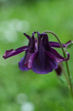 Aquilegia vulgaris, Columbaceae familyasından bir bitki cinsidir..