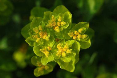Euphorbia rigida, sincap spurge ya da dik mersin filizi, makro fotoğraf 
