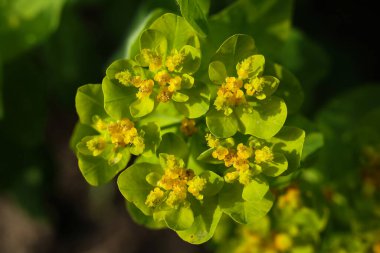 Euphorbia rigida, sincap spurge ya da dik mersin filizi, makro fotoğraf 