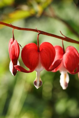 Lamprocapnos spectabilis, kanayan kalp ya da Asya 'nın kanayan kalbi olarak bilinir.