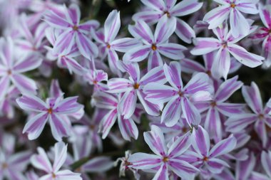 Phlox subulata, sürünen phlox, yosun phlox, yosun pembesi veya dağ fenomeni, makro fotoğraf