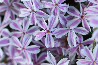 Phlox subulata, sürünen phlox, yosun phlox, yosun pembesi veya dağ fenomeni, makro fotoğraf