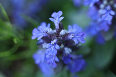 Borazan, mavi borazan, bugleherb, bugleweed, havyar, halı bugleweed ve yaygın borazan fotoğrafı, sığ alan derinliği 