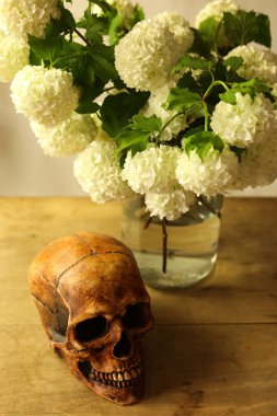 İnsan kafatası ve beyaz kartopu viburum çiçekleriyle dolu bir hayat.
