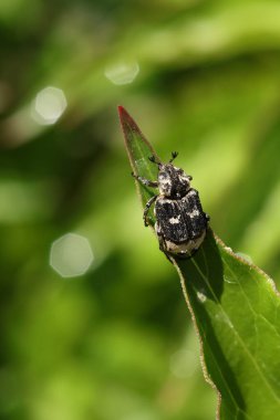 Doğadaki Valgus hemipterus böceğini kapatın.. 
