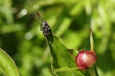Doğadaki Valgus hemipterus böceğini kapatın.. 
