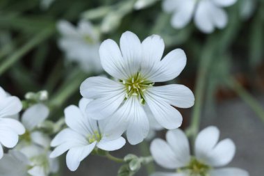 Bahçede güzel beyaz Cerastium tomentosum çiçekleri 