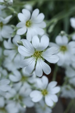 Bahçede güzel beyaz Cerastium tomentosum çiçekleri 