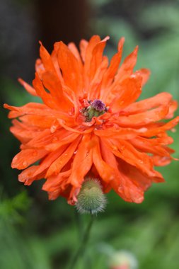 Bahçedeki papaver oryantal ateş topunun turuncu çiçeği.