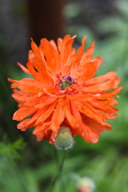 Bahçedeki papaver oryantal ateş topunun turuncu çiçeği.