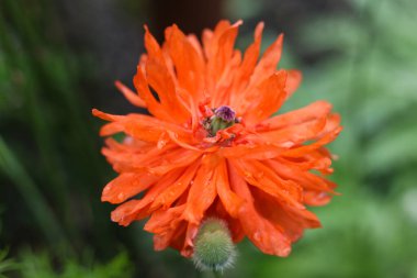 Bahçedeki papaver oryantal ateş topunun turuncu çiçeği.