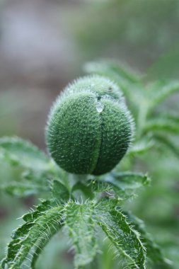 Turuncu papaver oryantal ateş topu gelincikleri. Bahçedeki yaprakların üzerine su damlatıyorlar.