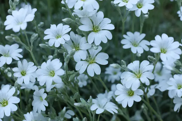 Bahçede güzel beyaz Cerastium tomentosum çiçekleri 