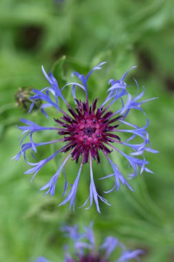 Centaurea Montana 'nın mavi çiçeği, daimi çiçek, dağ çiçeği, bekar düğmesi, montan knapweed veya dağ mavisi.  