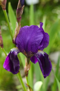 Baharda, güneşli bir günde bahçede büyüyen güzel iris çiçeği.