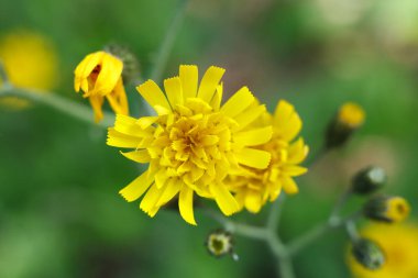 Hieracium 'un güzel çiçeği, şahin otu ve klasik olarak bahçede hiyerarşi. 