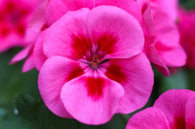 Pembe sardunya kalliposu Bahçeye büyük gül serpintisi çiçekleri 