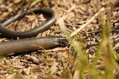Anguis Fragilis, sıradan bir yavaş solucan, bacaksız bir kertenkele. 