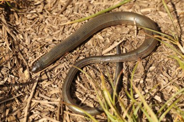 Anguis Fragilis, sıradan bir yavaş solucan, bacaksız bir kertenkele. 