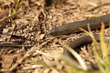 Anguis Fragilis, sıradan bir yavaş solucan, bacaksız bir kertenkele. 