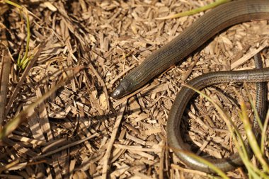 Anguis Fragilis, sıradan bir yavaş solucan, bacaksız bir kertenkele. 