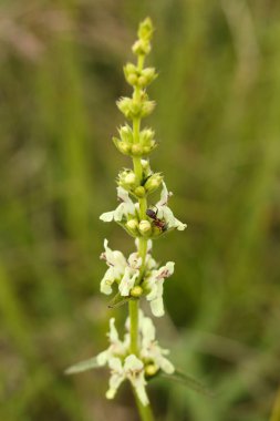 Stachys recta, genellikle sert hedgenettle ya da uzun ömürlü sarı woundwort olarak bilinir. 