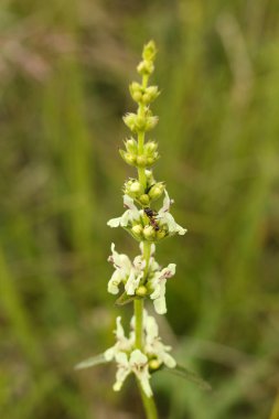 Stachys recta, genellikle sert hedgenettle ya da uzun ömürlü sarı woundwort olarak bilinir. 