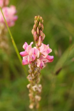 Onobrychis viciifolia, aynı zamanda O. sativa ya da bilinen adıyla sainfoin. 