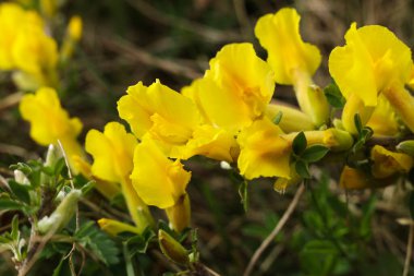 parlak sarı chamaecytisus çiçeklerinin makro fotoğrafı