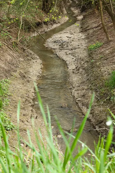 İlkbahar ormanında küçük bir deresi olan manzara