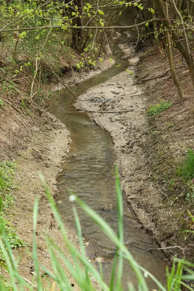 İlkbahar ormanında küçük bir deresi olan manzara
