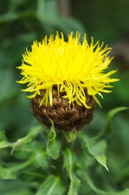 Çiçek açan sarı Centaurea makrocephala (devedikeni) çiçeğine yakın çekim