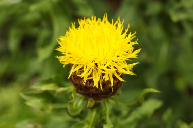 Çiçek açan sarı Centaurea makrocephala (devedikeni) çiçeğine yakın çekim